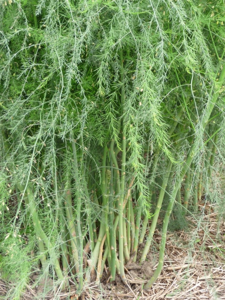 Transplanting asparagus seedlings